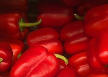 Ini Manfaat Konsumsi Paprika Merah, Bisa Menjaga Tekanan Darah Hbu Hamil, Cek Sekarang