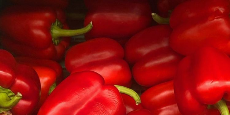 Ini Manfaat Konsumsi Paprika Merah, Bisa Menjaga Tekanan Darah Hbu Hamil, Cek Sekarang