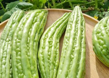 Manfaat Pare untuk Perawatan Kulit, Dapat Mencegah Jerawat, Cek di Sini!