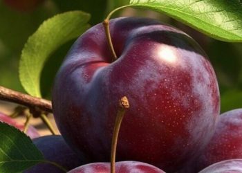 Cek Manfaat Konsumsi Plum untuk Wanita di Sini! Dapat Mencegah Osteoporosis