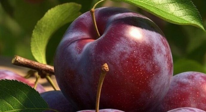 Cek Manfaat Konsumsi Plum untuk Wanita di Sini! Dapat Mencegah Osteoporosis