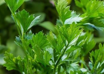 Makanan Sehat Ini Direkomendasikan untuk Perut Kembung, Cek Sekarang, Apa Saja?