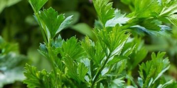 Makanan Sehat Ini Direkomendasikan untuk Perut Kembung, Cek Sekarang, Apa Saja?