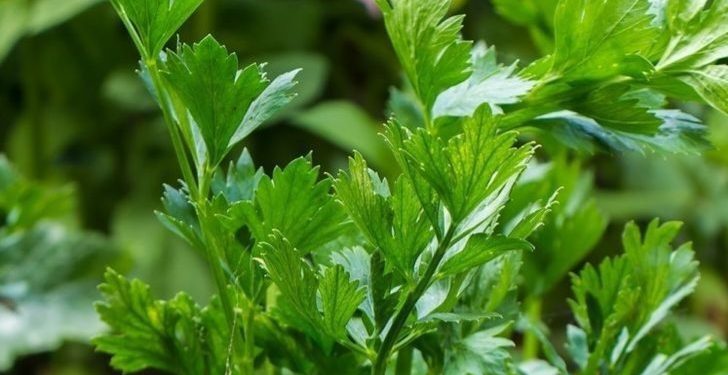 Makanan Sehat Ini Direkomendasikan untuk Perut Kembung, Cek Sekarang, Apa Saja?