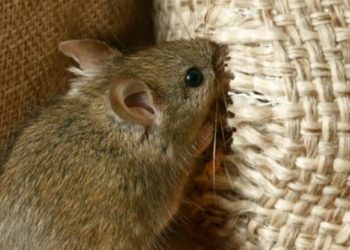 Ini Bahaya Tikus yang Perlu Diwaspadai! Hati-hati, Bisa Sebabkan Kerusakan Lingkungan