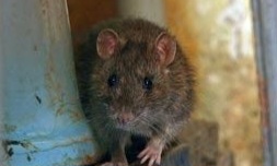 Tanaman yang Dapat Mengusir Tikus di Rumah, Perlu Tahu! Cek di Sini