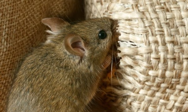 Ini Bahaya Tikus yang Perlu Diwaspadai! Hati-hati, Bisa Sebabkan Kerusakan Lingkungan