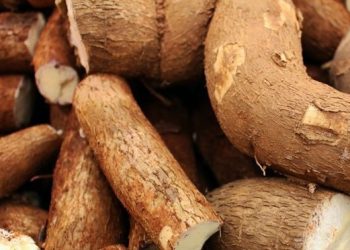 Manfaat Lain Singkong untuk Tubuh! Ampuh Menjaga Berat Badan, Yuk Rutinkan