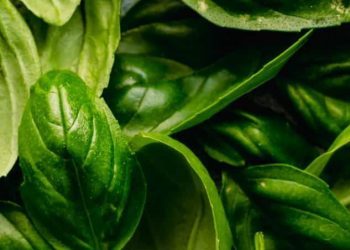 Cara Simpel Pakai Bahan Dapur Ini! Ampuh Menurunkan Kolesterol, Cek di Sini