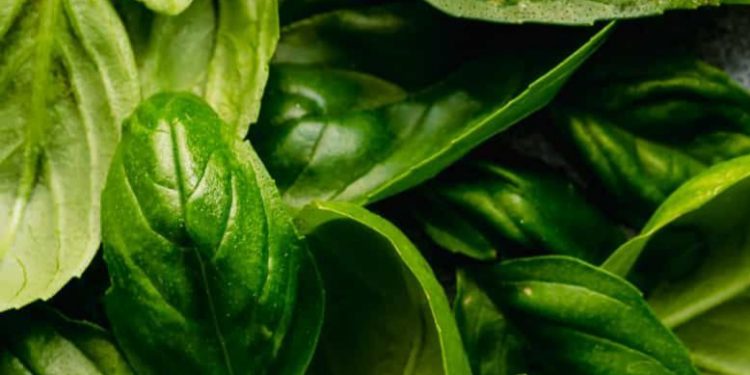 Cara Simpel Pakai Bahan Dapur Ini! Ampuh Menurunkan Kolesterol, Cek di Sini