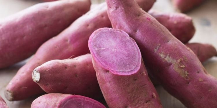 Manfaat Konsumsi Ubi Ungu yang Jarang Diketahui, Ampuh Meredakan Gejala Asma, Cek di Sini