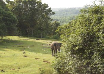 Forum KEE Desak Menteri Kehutanan Selamatkan Habitat Terakhir Gajah Sumatera di Bengkulu