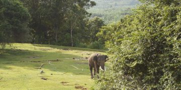Forum KEE Desak Menteri Kehutanan Selamatkan Habitat Terakhir Gajah Sumatera di Bengkulu