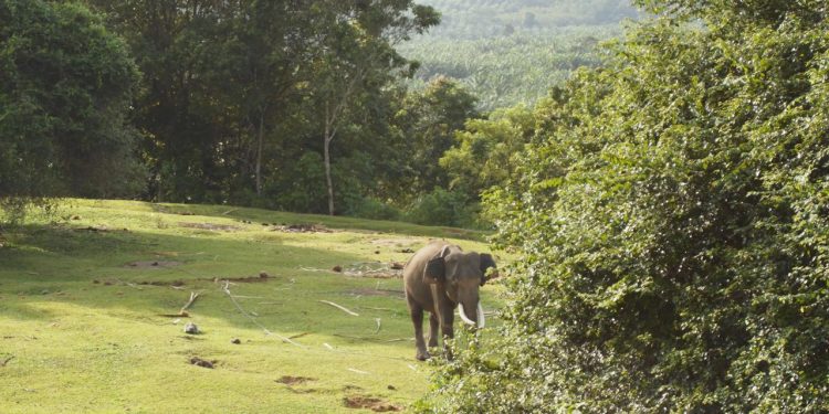 Forum KEE Desak Menteri Kehutanan Selamatkan Habitat Terakhir Gajah Sumatera di Bengkulu