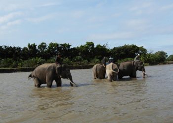 Gajah Sumatera di Bentang Sebelat Terdesak Perambahan Hutan, Tersisa 25 Ekor