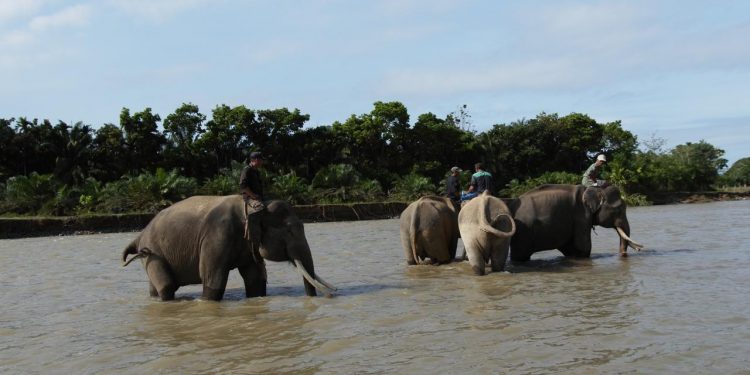 Gajah Sumatera di Bentang Sebelat Terdesak Perambahan Hutan, Tersisa 25 Ekor