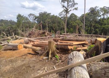 Ribuan Hektar Direstorasi, Gakkum Kehutanan Sisir Konsesi dan TPK Ilegal PT BAT