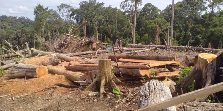 Ribuan Hektar Direstorasi, Gakkum Kehutanan Sisir Konsesi dan TPK Ilegal PT BAT