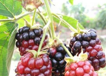 Manfaat Murbei untuk Perawatan Kulit, Cek di Sini! Dapat Mengurangi Tanda Penuaan