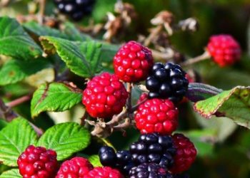 Cek Efek Samping Buah Murbei Ini! Salah Satunya Bisa Sebabkan Gangguan Pencernaan