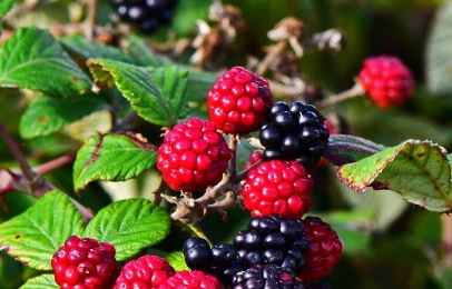 Cek Efek Samping Buah Murbei Ini! Salah Satunya Bisa Sebabkan Gangguan Pencernaan