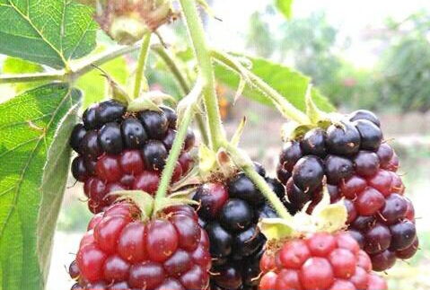 Manfaat Murbei untuk Perawatan Kulit, Cek di Sini! Dapat Mengurangi Tanda Penuaan