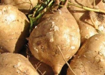 Manfaat Konsumsi Bengkoang yang Jarang Diketahui, Cek Sekarang! Dapat Mengurangi Risiko Kanker