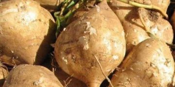 Manfaat Konsumsi Bengkoang yang Jarang Diketahui, Cek Sekarang! Dapat Mengurangi Risiko Kanker