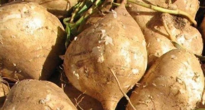 Manfaat Konsumsi Bengkoang yang Jarang Diketahui, Cek Sekarang! Dapat Mengurangi Risiko Kanker