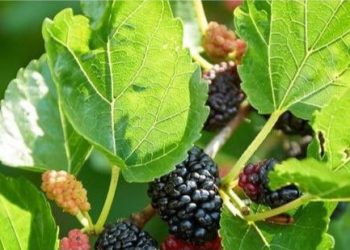 Manfaat Lain Konsumsi Buah Murbei untuk Kesehatan Tubuh, Dapat Menurunkan Kadar Kolesterol