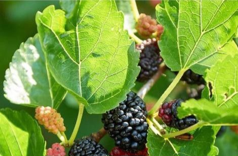 Manfaat Lain Konsumsi Buah Murbei untuk Kesehatan Tubuh, Dapat Menurunkan Kadar Kolesterol