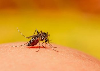 Jangan Abaikan! Ini 6 Ciri-ciri Nyamuk Aedes Aegypti Penyebab DBD, Sering Ditemukan di Genangan Air