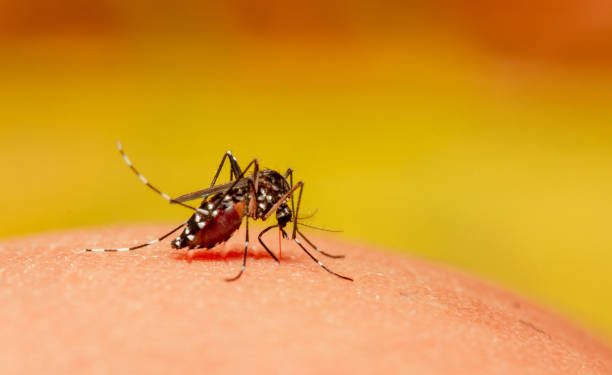 Jangan Abaikan! Ini 6 Ciri-ciri Nyamuk Aedes Aegypti Penyebab DBD, Sering Ditemukan di Genangan Air