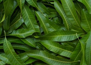 Ketahui dari Sekarang! Inilah Sederet Efek Samping Konsumsi Daun Mangga Secara Berlebihan