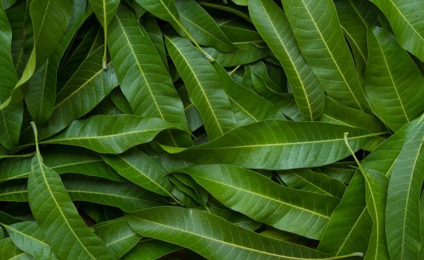 Ketahui dari Sekarang! Inilah Sederet Efek Samping Konsumsi Daun Mangga Secara Berlebihan