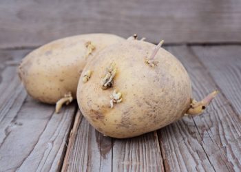 Jangan Abaikan! Yuk, Ketahui 5 Ciri-ciri Kentang Beracun dan Berbahaya untuk Tubuh