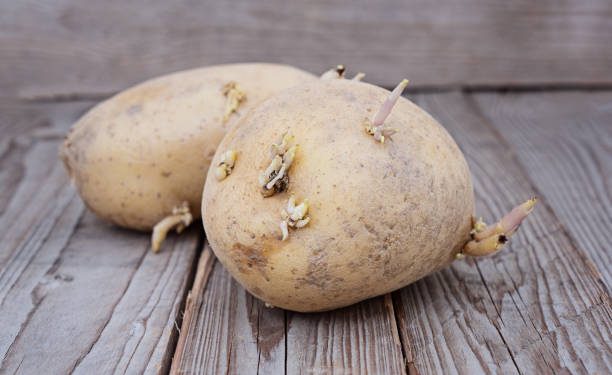 Jangan Abaikan! Yuk, Ketahui 5 Ciri-ciri Kentang Beracun dan Berbahaya untuk Tubuh