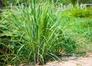 Serai Wangi Dipercaya Ampuh Usir Nyamuk Dekat Rumah, Cek Jenis Tanaman Lainnya