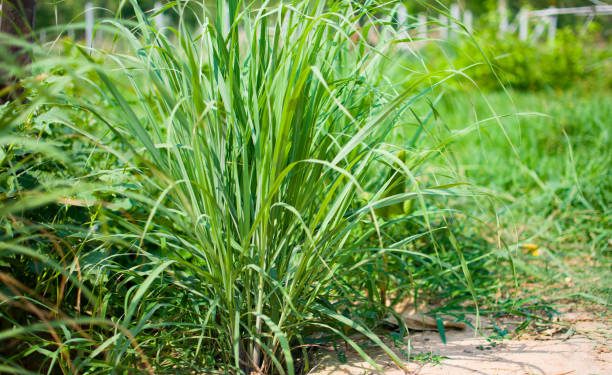 Serai Wangi Dipercaya Ampuh Usir Nyamuk Dekat Rumah, Cek Jenis Tanaman Lainnya