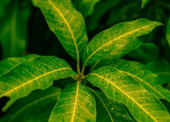 Mau dapatkan Kulit Glowing Layaknya Wanita Korea? Gini Caranya, Cukup Gunakan Daun Mangga Secukupnya!