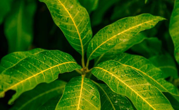 Mau dapatkan Kulit Glowing Layaknya Wanita Korea? Gini Caranya, Cukup Gunakan Daun Mangga Secukupnya!