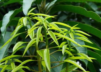 Baik untuk Menjaga Pencernaan, Ini Manfaat Tersembunyi Daun Mangga untuk Kesehatan Tubuh