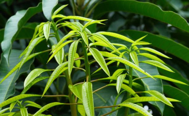 Baik untuk Menjaga Pencernaan, Ini Manfaat Tersembunyi Daun Mangga untuk Kesehatan Tubuh