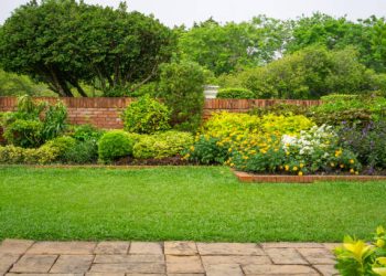 Ayo Tanam 6 Jenis Tumbuhan ini di Rumahmu, Dipercaya Bisa Membawa Keburuntungan