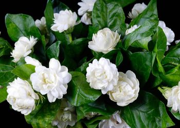 Bukan Sekedar Tanaman Hias Rumahan, Ini Manfaat Tersembunyi Bunga Melati untuk Kesehatan