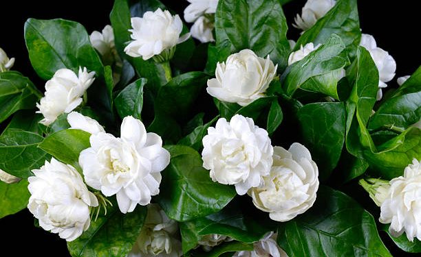 Bukan Sekedar Tanaman Hias Rumahan, Ini Manfaat Tersembunyi Bunga Melati untuk Kesehatan