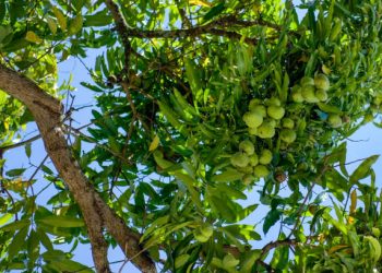Daun Mangga Baik untuk Jaga Kesehatan Ibu Hamil dan Janin, Ini Manfaat yang Bisa di Klaim!