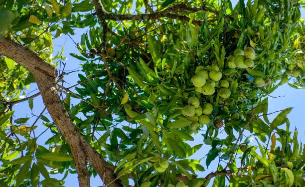 Daun Mangga Baik untuk Jaga Kesehatan Ibu Hamil dan Janin, Ini Manfaat yang Bisa di Klaim!
