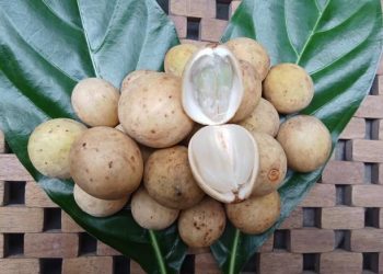 Dapat Cegah Kanker hingga Obati Malaria, Inilah Segudang Manfaat yang Dihasilkan Tubuh dari Buah Duku