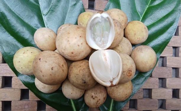 Dapat Cegah Kanker hingga Obati Malaria, Inilah Segudang Manfaat yang Dihasilkan Tubuh dari Buah Duku